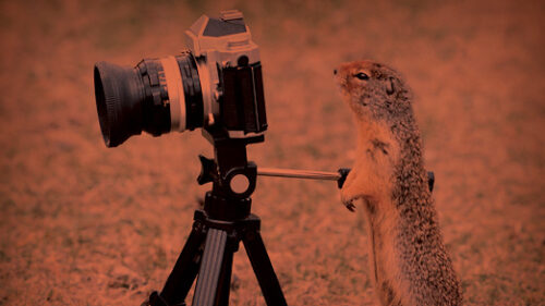 a camera operated by a squirrel