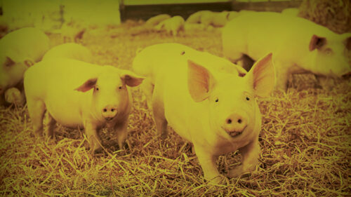 pork industry insurance